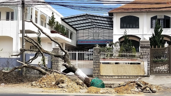 Lực lượng chức năng TP Đà Lạt cắt tỉa và di dời hơn 80 cây hoa ban trắng.