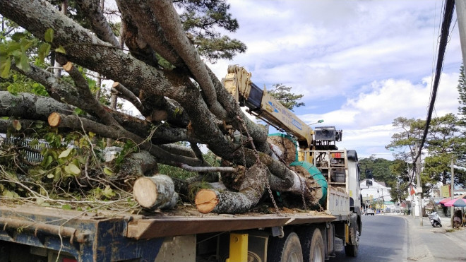 Sau khi hoàn thành các hạng mục chính, số hoa ban trắng này sẽ được di chuyển về để trồng lại