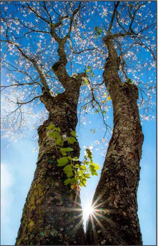 Vẻ đẹp tinh khôi của hoa ban trắng. Ảnh - MXH