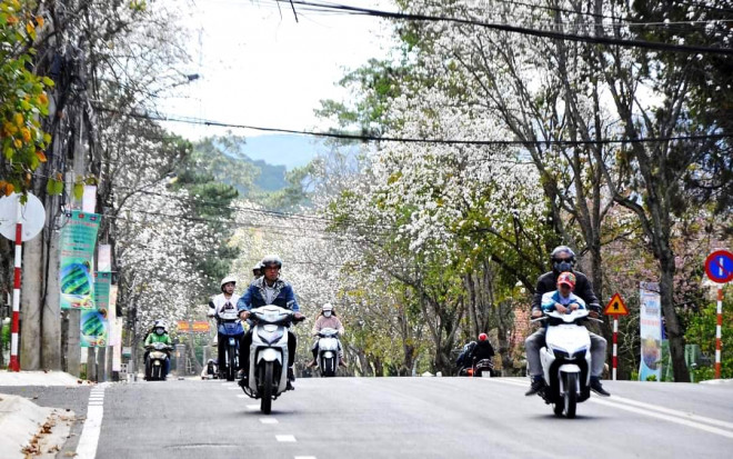 Cung đường hoa ban trắng Trần Phú, TP Đà Lạt. (Ảnh - Võ Thành Khiêm)