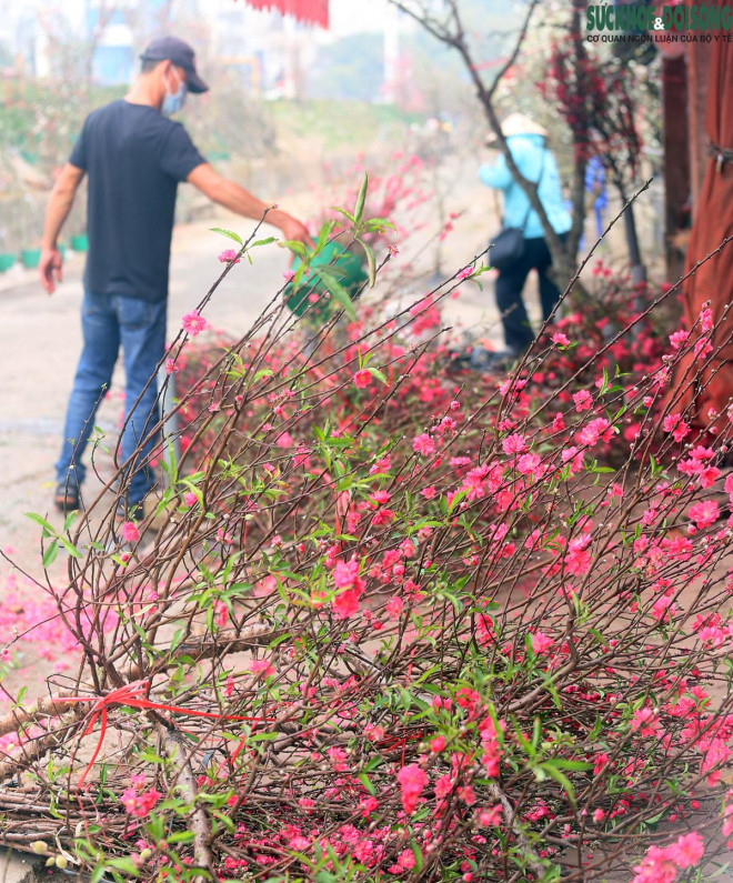 Hàng năm, hoa đào xuất hiện tại các chợ vào dịp Tết Dương lịch và kết thúc vào cuối tháng 2, nhưng năm nay đầu tháng 3 vẫn có nhiều tiểu thương tại chợ hoa Quảng An (Tây Hồ - Hà Nội) nhập về kinh doanh.