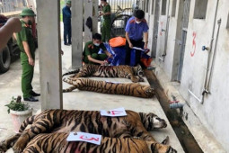 Tin tức trong ngày - Người nuôi nhốt 14 con hổ như nuôi heo ở Nghệ An bị phạt 7 năm tù