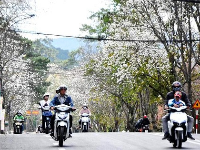 Tin tức trong ngày - Di dời hơn 80 cây hoa ban trắng để nâng cấp đường nội ô Đà Lạt