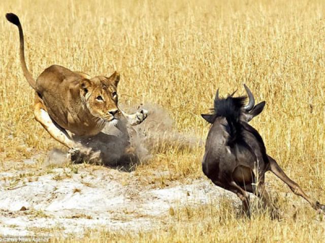 Media - Bỏ chạy gặp "tai nạn", linh dương đầu bò dâng mạng cho sư tử
