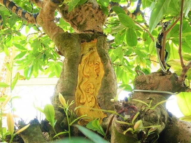 Thị trường - Tiêu dùng - Dàn mai dát vàng SJC trị giá bạc tỷ bất ngờ đạt kỷ lục thế giới