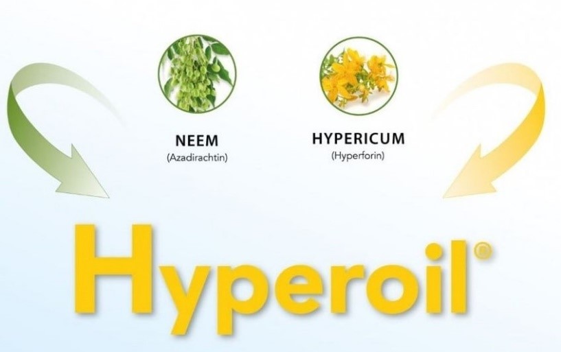 Ra mắt thảo dược Hyperoil hỗ trợ làm lành vết thương - 2