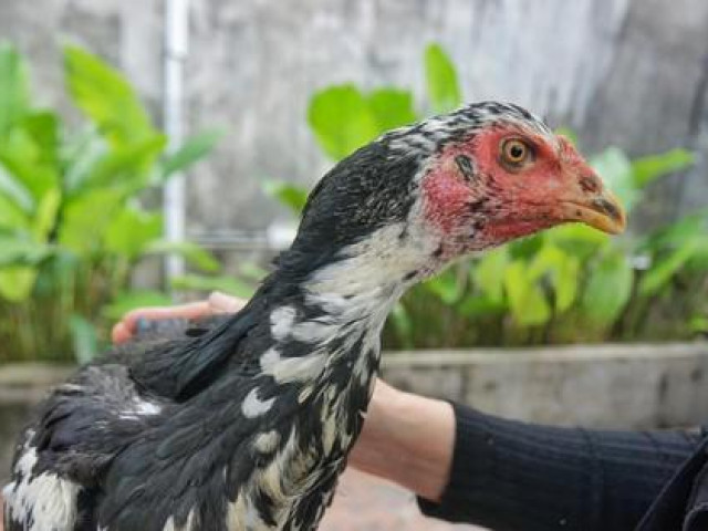 Tin tức trong ngày - Vụ gà chọi đẻ sòn sòn 7 trứng/ngày: Cán bộ chăn nuôi đến kiểm tra, gà tịt không đẻ nữa