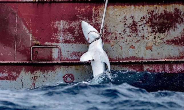 Cá mập được đưa lên tàu Tây Ban Nha ở Đại Tây Dương. Các quốc gia EU bị cấm cắt vây của cá mập sống và thả cá về biển, nhưng lại được phép đưa cá mập vào đất liền để cắt vây. Ảnh: Greenpeace.