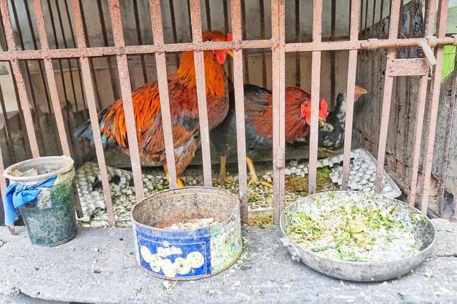 Gà mái chọi có lông màu đen, chấm mơ (gà ô mơ), trọng lượng khoảng 1,7 kg, được nuôi nhốt cùng 2 con gà trống thiến. Hằng ngày, bà Tâm chỉ cho ăn cơm, rau xanh, không dùng cám công nghiệp.