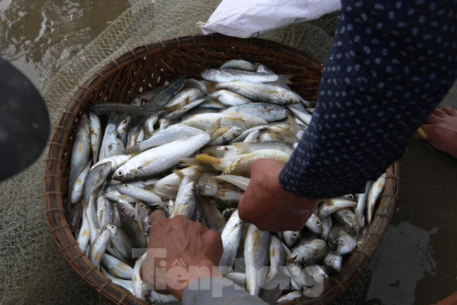 Sau khi kéo lưới vào, ngư dân chia nhau gỡ từng con cá mắc ở lưới ném giữa bãi cát rồi thu nhặt bán cho thương lái.