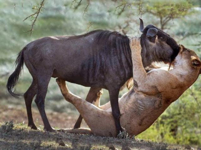 Media - Sư tử ngụy trang trong đám cỏ, hạ sát linh dương đầu bò "khủng"