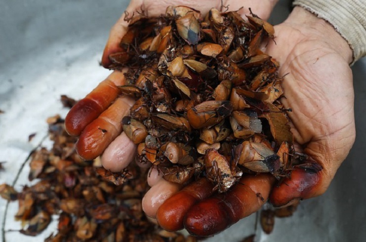 Loại côn trùng hôi hám được bắt làm mồi nhậu, bán với giá 500 nghìn đồng/kg.