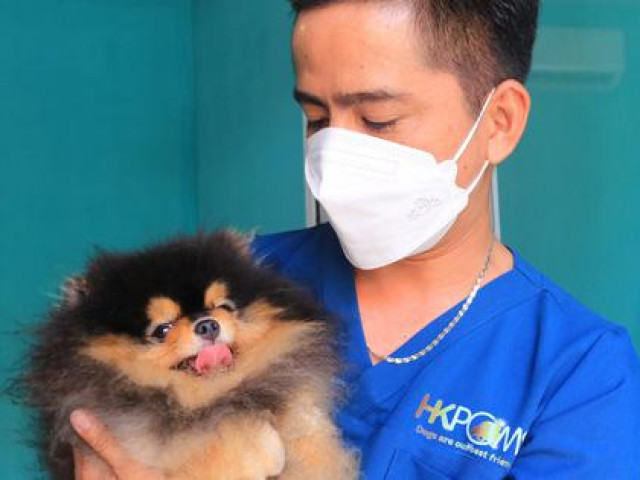 Thị trường - Tiêu dùng - CLIP: Nuôi chó Pom trong máy lạnh và có gia phả, 8X thu tiền tỉ