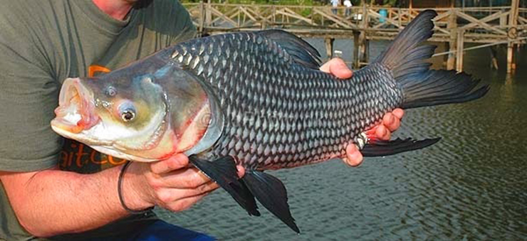 Cá hô thuộc họ cá chép, được coi là loài cá đặc sản quý hiếm vùng Đồng bằng Sông Cửu Long
