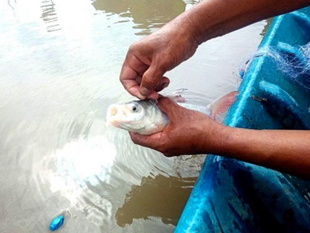 Thị trường - Tiêu dùng - Loài cá đặc sản quý hiếm ở Việt Nam "suýt tuyệt chủng", có người nuôi kiếm 1 tỷ dễ dàng