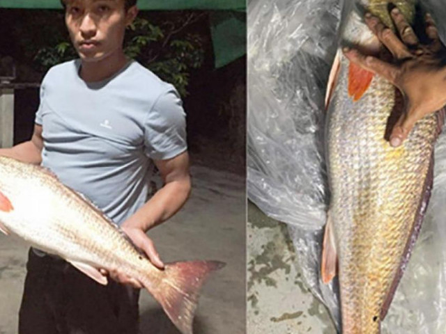 Tin tức trong ngày - Bắt được cá nghi là sủ vàng lớn nhất từ trước đến nay tại biển Vũng Áng