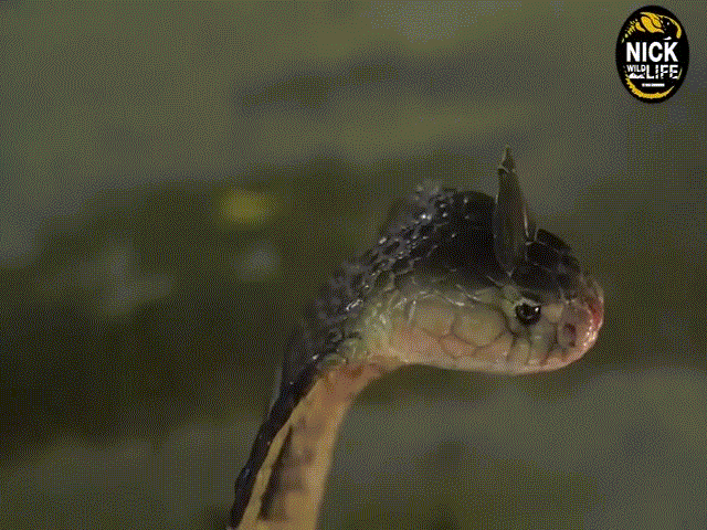 Video: Giải mã hiện tượng rắn có "mào" trên đầu như gà