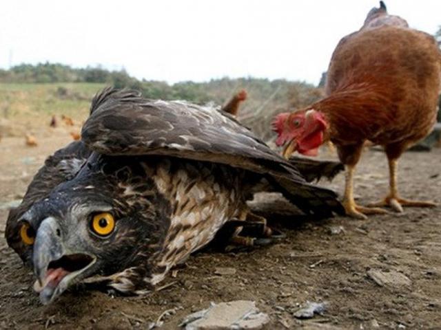 Media - Gà mẹ và diều hâu đại chiến "nảy lửa"