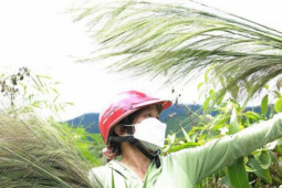 Tin tức trong ngày - Người dân Đắk Lắk hái 'lộc trời' trên đỉnh Chư Yang Sin