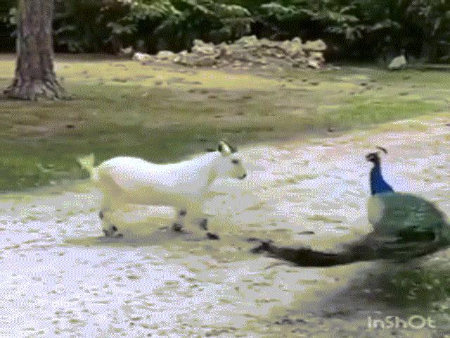 Phi thường - kỳ quặc - Video: Trận đối đầu hi hữu giữa chim công và dê trắng, chiến thắng sẽ thuộc về ai?