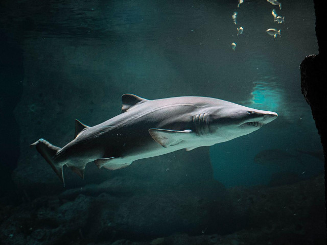 Công nghệ thông tin - Ứng dụng chống virus chứa phần mềm độc hại, bạn nên gỡ ngay lập tức