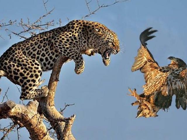 Media - Hạ sát "chúa tể bầu trời", báo đốm đột nhiên bỏ đi khó hiểu