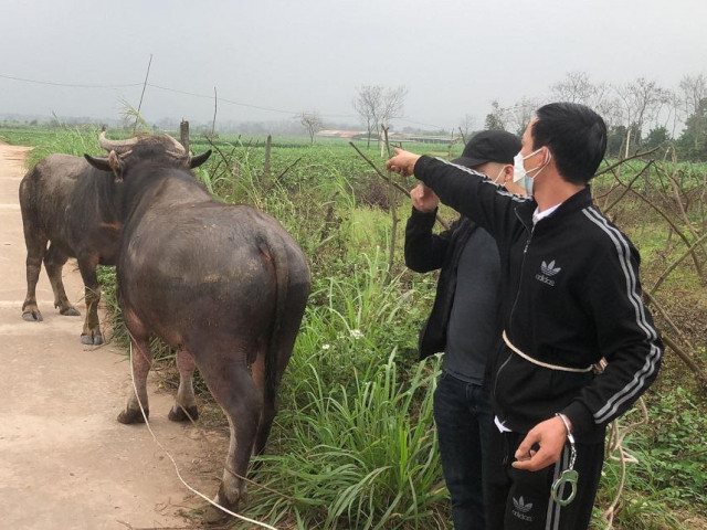 Pháp luật - Lái xe ô tô qua 2 tỉnh để bắt trộm 2 con trâu