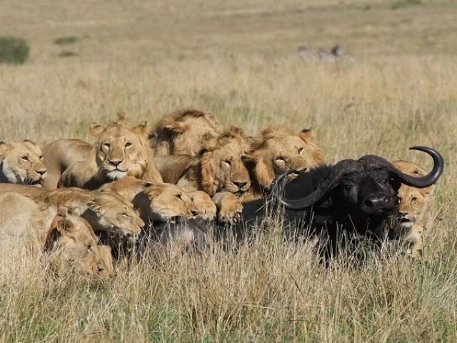 Trâu rừng bị đàn sư tử bu kín được ”500 anh em” ứng cứu