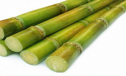 Vỏ cây mía có rất nhiều tác dụng tốt, nên làm sạch để sử dụng, không nên róc vứt đi. Ảnh minh họa.