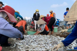 Tin tức trong ngày - Ngư dân Hà Tĩnh trúng 'lộc trời', quăng mẻ lưới thu hàng chục triệu đồng