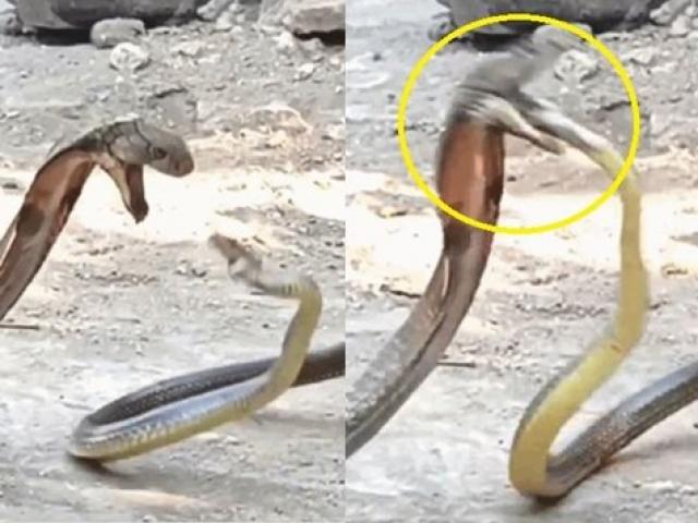 Media - Trận tử chiến khốc liệt giữa rắn ráo và hổ mang chúa khổng lồ