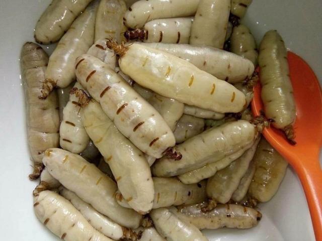 Thị trường - Tiêu dùng - Đặc sản được ví như "thần dược" tăng cường sinh lý, bắt về bán kiếm chục triệu