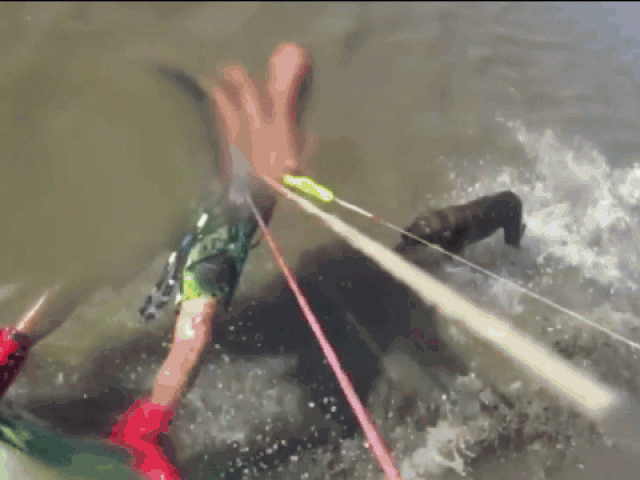 Video - Clip: Đang lướt ván, người đàn ông bị chó Pitbull tấn công kinh hoàng