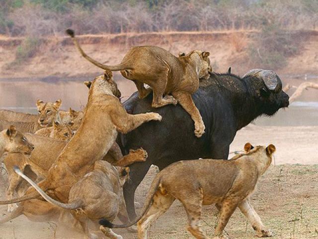 Media - Đụng nhầm trâu rừng "có võ", sư tử nhận cái kết đắng