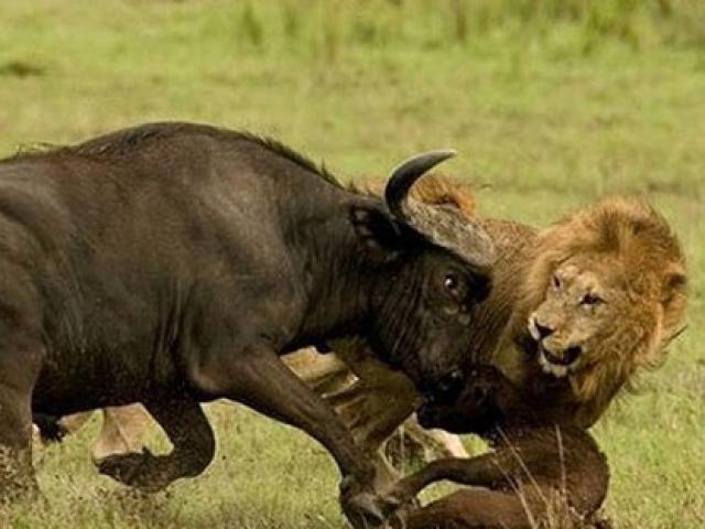 VIDEO: Trâu rừng tử chiến với sư tử để cứu con