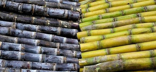 Purple cane or green cane, curved or straight cane, whichever is delicious and nutritious - 1