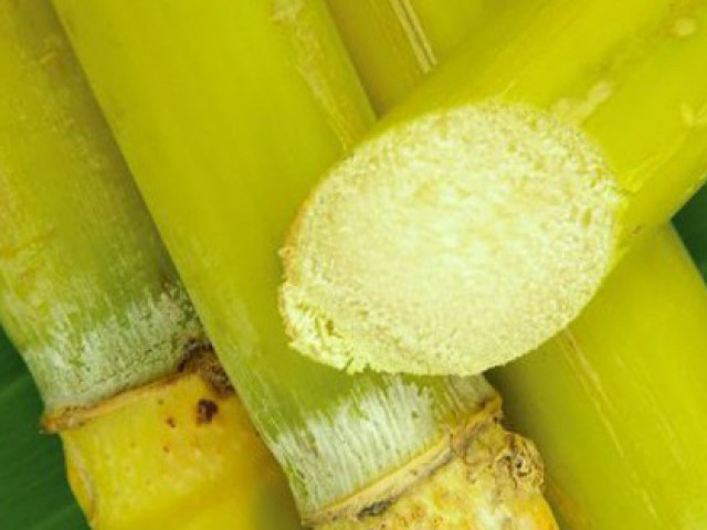Ẩm thực - Mía tím hay mía xanh, mía cong hay thẳng, chọn mua loại nào sẽ vừa ngon vừa nhiều dinh dưỡng nhất