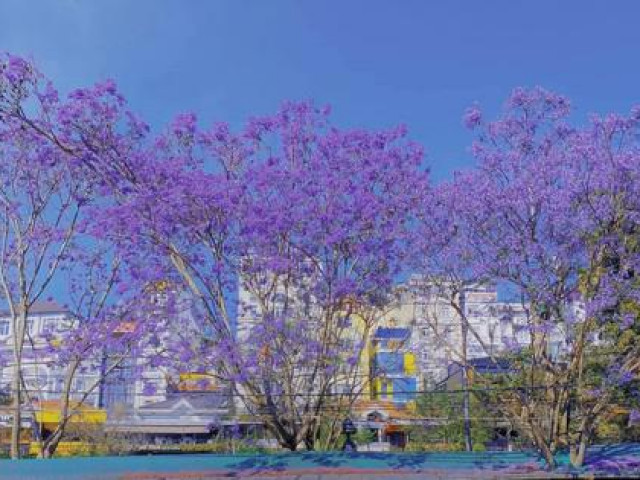 Du lịch - Gen Z đến Đà Lạt tháng 3: Hoa phượng tím đẹp đến mức muốn phát tín hiệu "ét ô ét"!