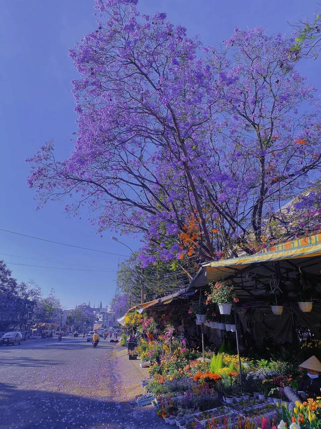 Gen Z arrives in Da Lat in March: Purple phoenix flowers are so beautiful they want to make a mark - first