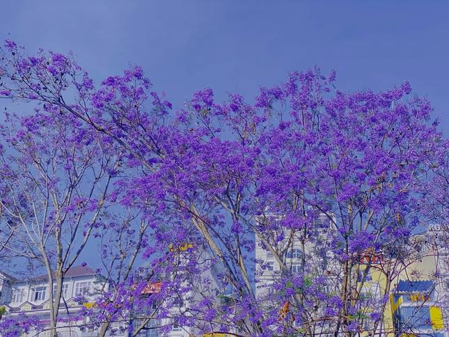Gen Z arrives in Da Lat in March: Purple phoenix flowers are so beautiful they want to make a mark - 2