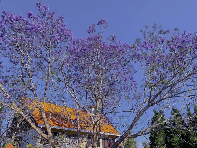Gen Z arrives in Da Lat in March: Purple phoenix flowers are so beautiful that they want to signal  - 5