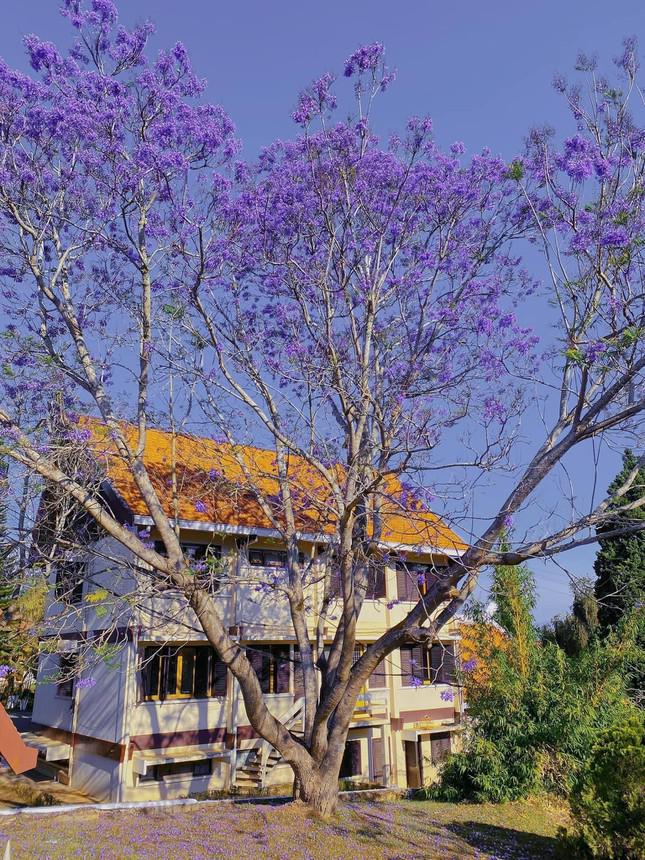 Gen Z arrives in Da Lat in March: Purple phoenix flowers are so beautiful that they want to signal  - 3