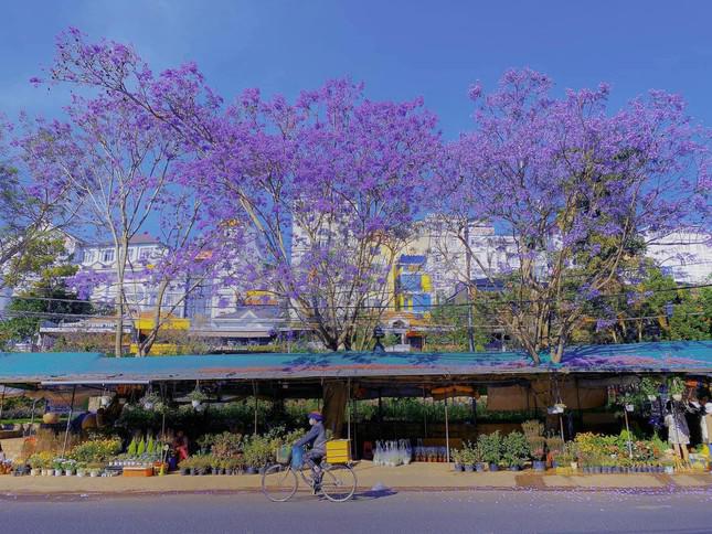 Gen Z arrives in Da Lat in March: Purple phoenix flowers are so beautiful that they want to signal  - 4