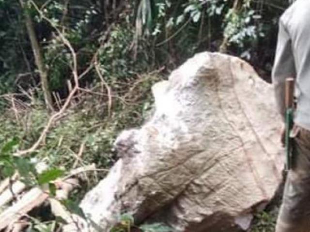 Tin tức trong ngày - Vào rừng tìm mật ong, người đàn ông bị đá đè tử vong