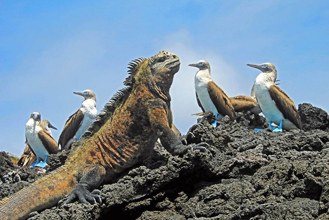 Quần đảo Galápagos, Ecuador: Động vật hoang dã trên quần đảo Galápagos khiến mọi người đều cảm thấy phấn khích. Lũ trẻ có thể bước đi&nbsp;giữa những con rùa khổng lồ, ngắm những con chim đậu sát gần, chơi&nbsp;xung quanh vùng nước nông với những con sư tử biển con vui tươi và lặn gần những con rùa đầu búa hay rùa khổng lồ.&nbsp;
