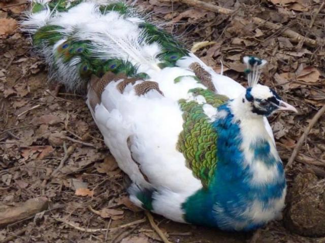 Thị trường - Tiêu dùng - Chọn nuôi loài "quý tộc", tiền kiếm về đếm mỏi tay