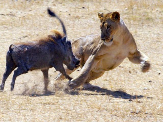 Media - Clip: Lọt vào "thiên la địa võng" của đàn sư tử, lợn rừng vẫn thoát chết ngoạn mục