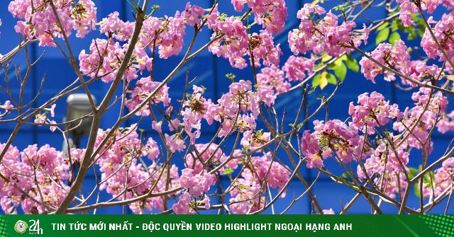 Be in awe of the picturesque sky of pink trumpets on the streets of Ho Chi Minh City