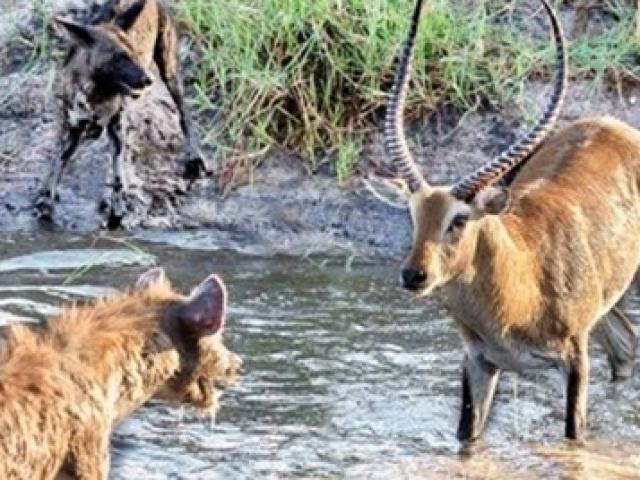 Media - Chống cự chó hoang phi thường, linh dương vẫn tử nạn bởi "trùm cuối"