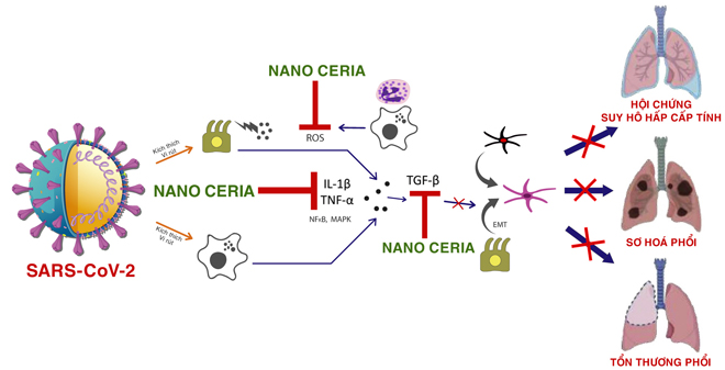 Cơ chế tổn thương phổi khi bệnh nhân nhiễm SARS-CoV-2